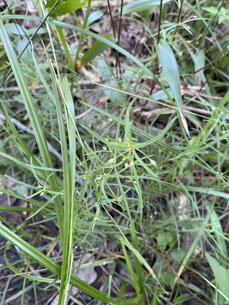 Grassleaf Yellow Loosestrife