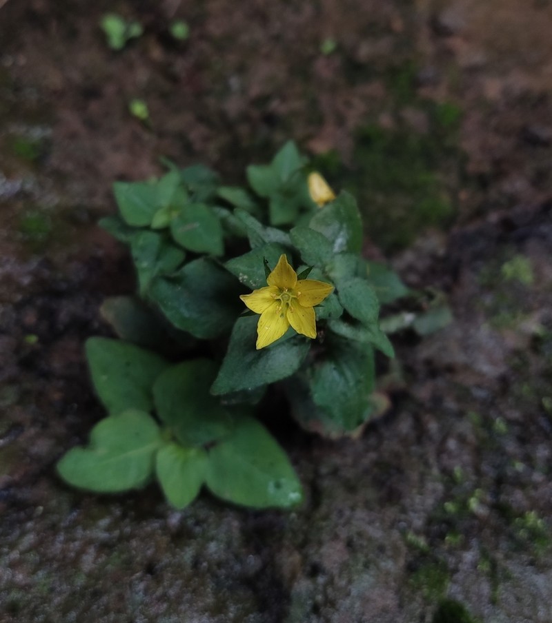 Lysimachia grammica photo 2