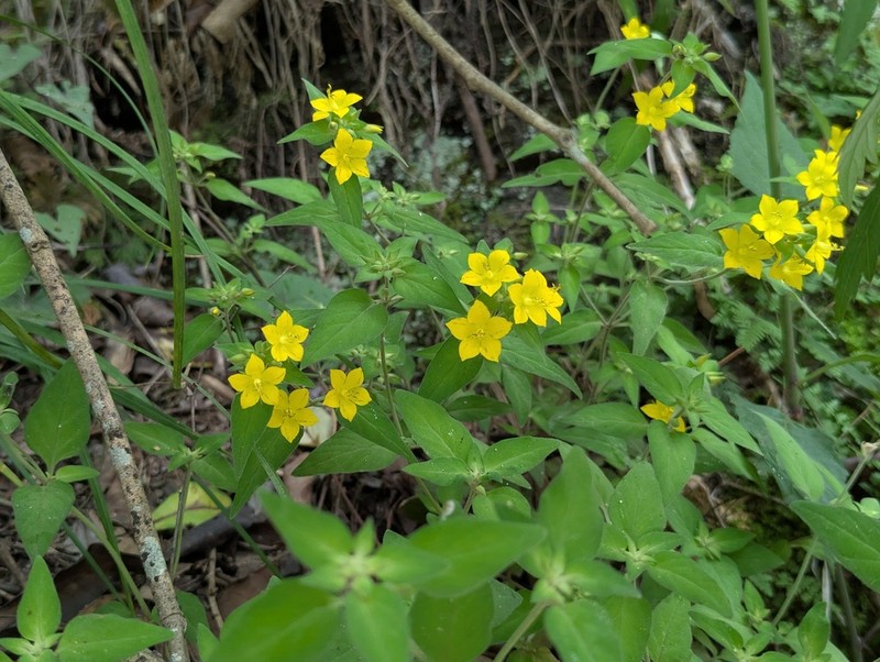 Lysimachia grammica photo 3