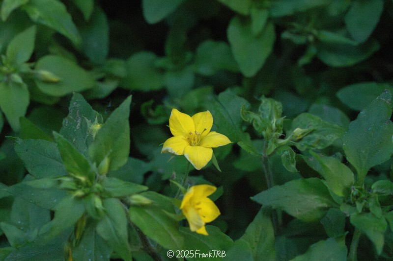 Lysimachia grammica photo 4