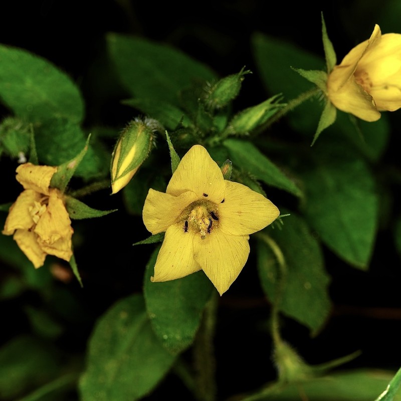 Lysimachia grammica photo 5