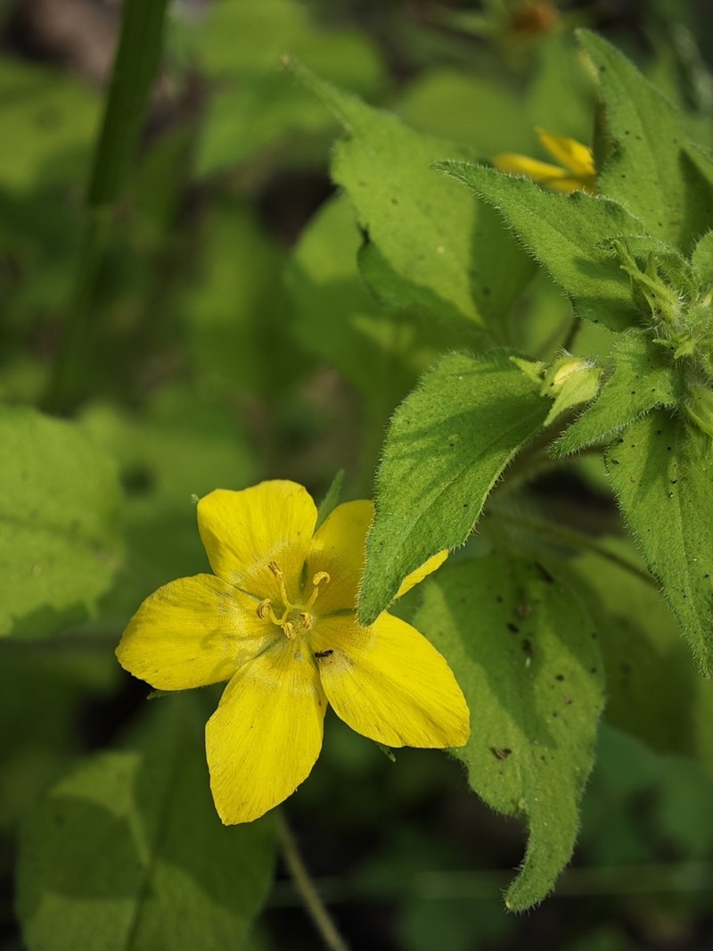 Lysimachia grammica photo 6