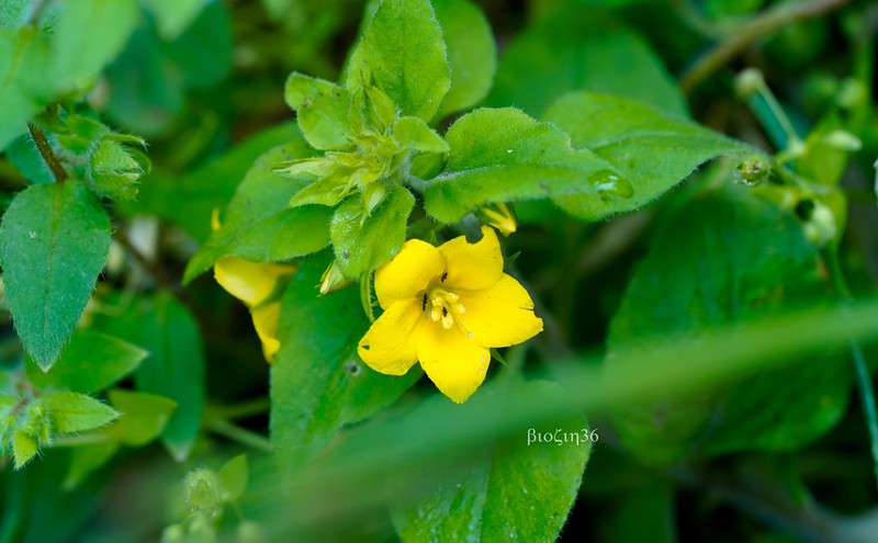 Lysimachia grammica photo 7