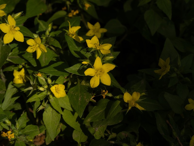 Lysimachia grammica photo 8