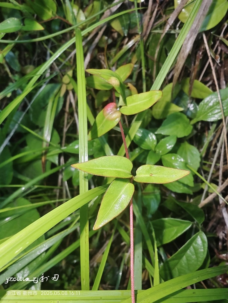 Lysimachia hemsleyana