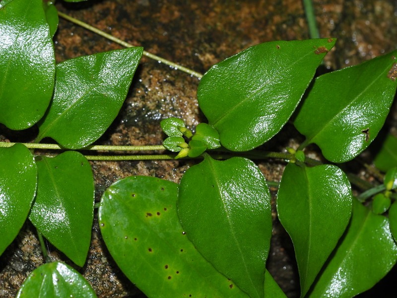 Lysimachia hemsleyana photo 2