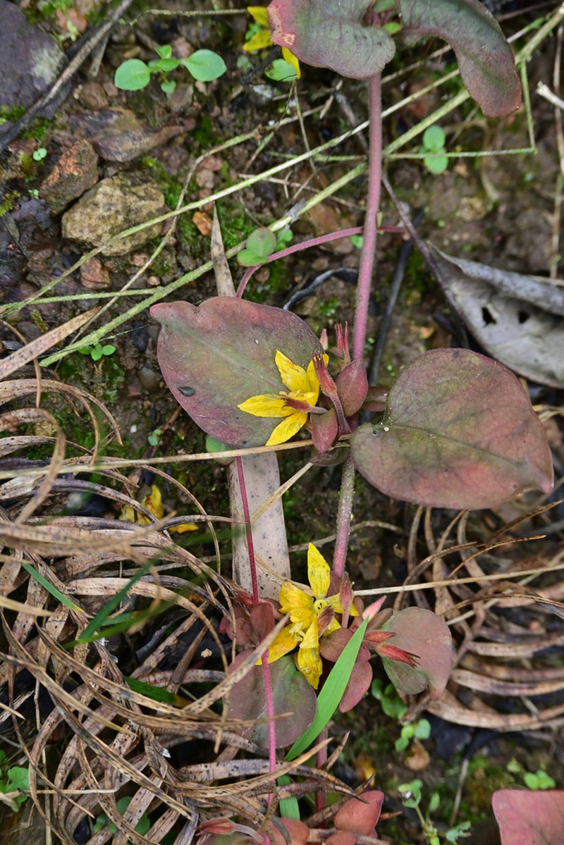 Lysimachia hemsleyana photo 3