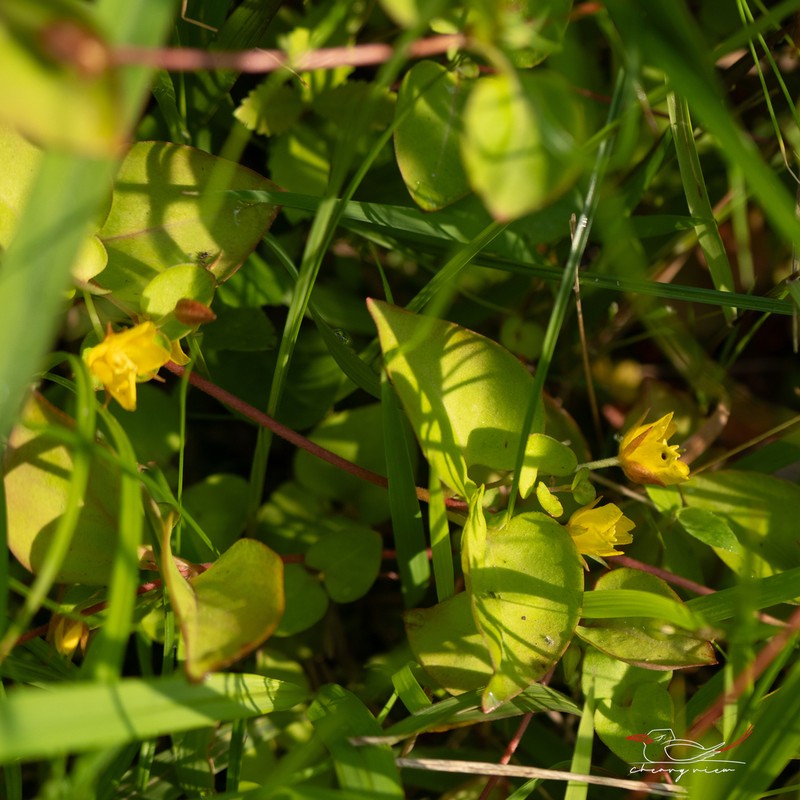 Lysimachia hemsleyana photo 4