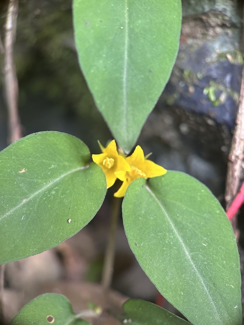 Lysimachia hemsleyana photo 5