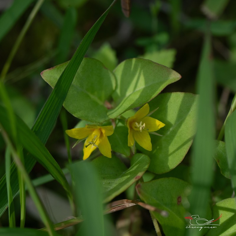 Lysimachia hemsleyana photo 6