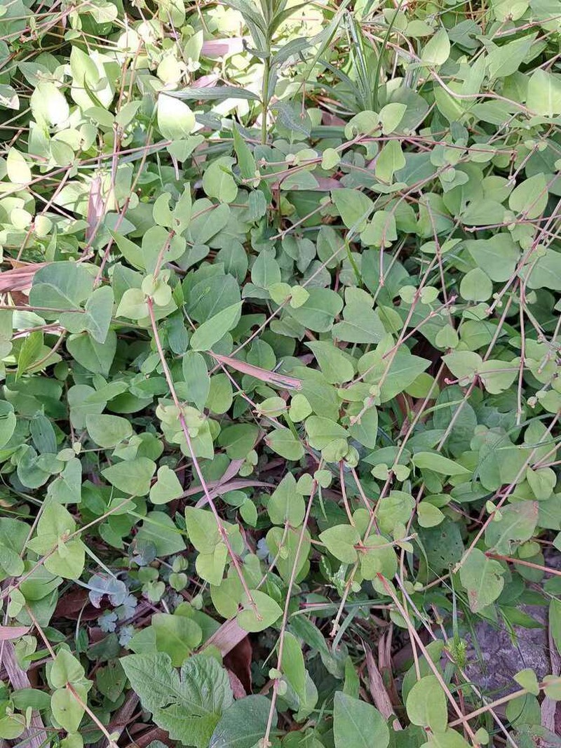 Lysimachia hemsleyana photo 7