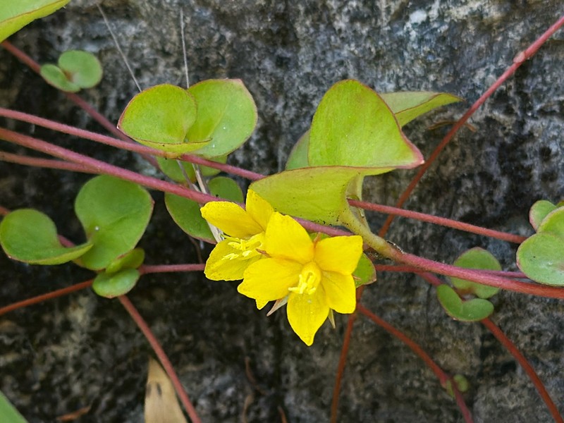 Lysimachia hemsleyana photo 8