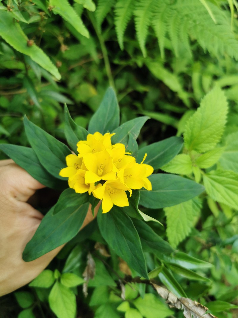 Lysimachia hemsleyi photo 2