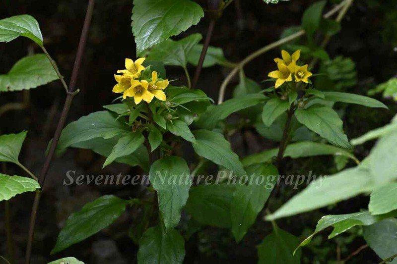Lysimachia hemsleyi photo 3