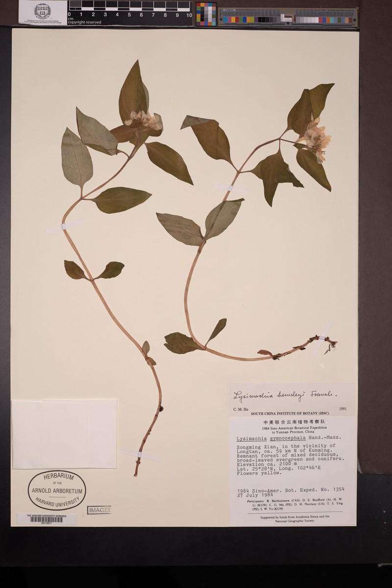 Lysimachia hemsleyi photo 4