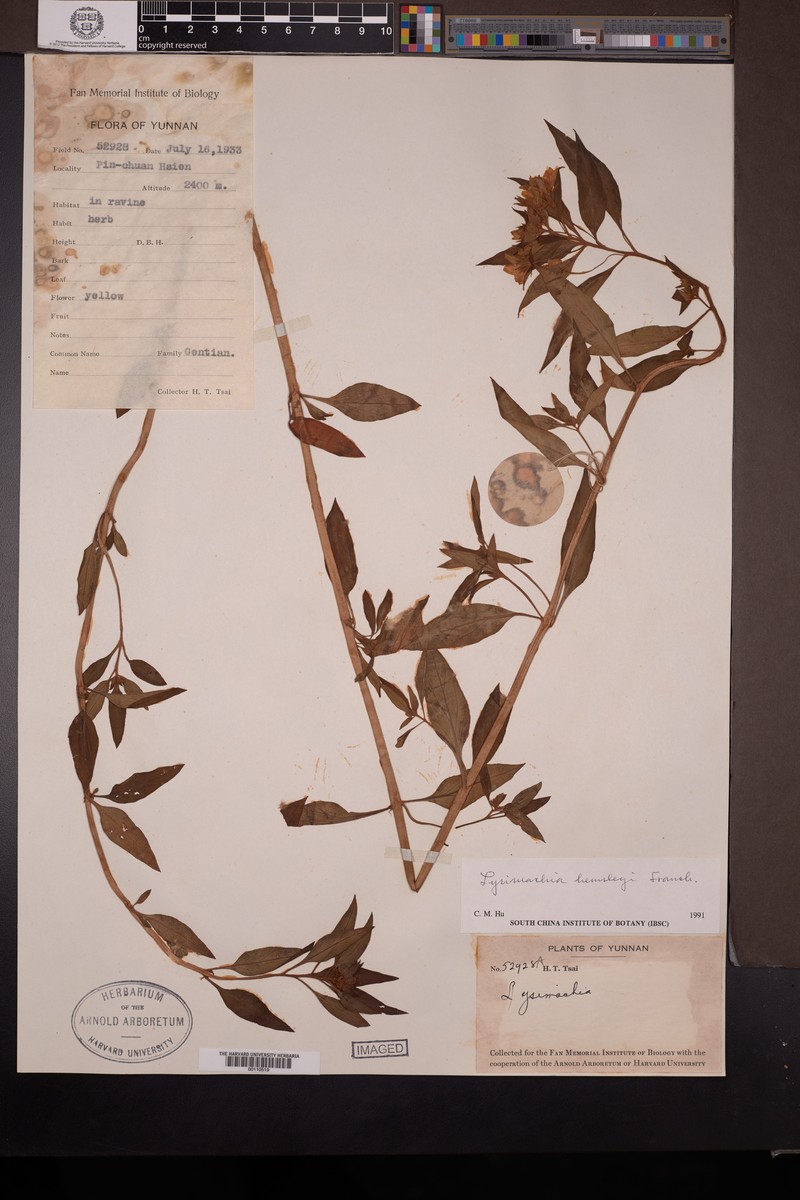 Lysimachia hemsleyi photo 5