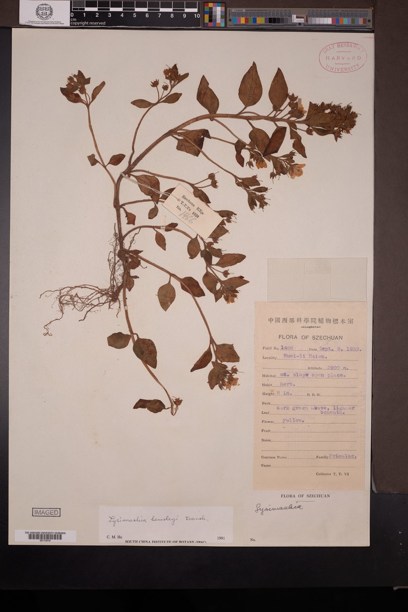 Lysimachia hemsleyi photo 6