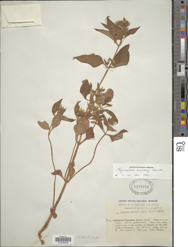 Lysimachia hemsleyi photo 7