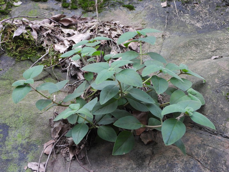 Lysimachia henryi
