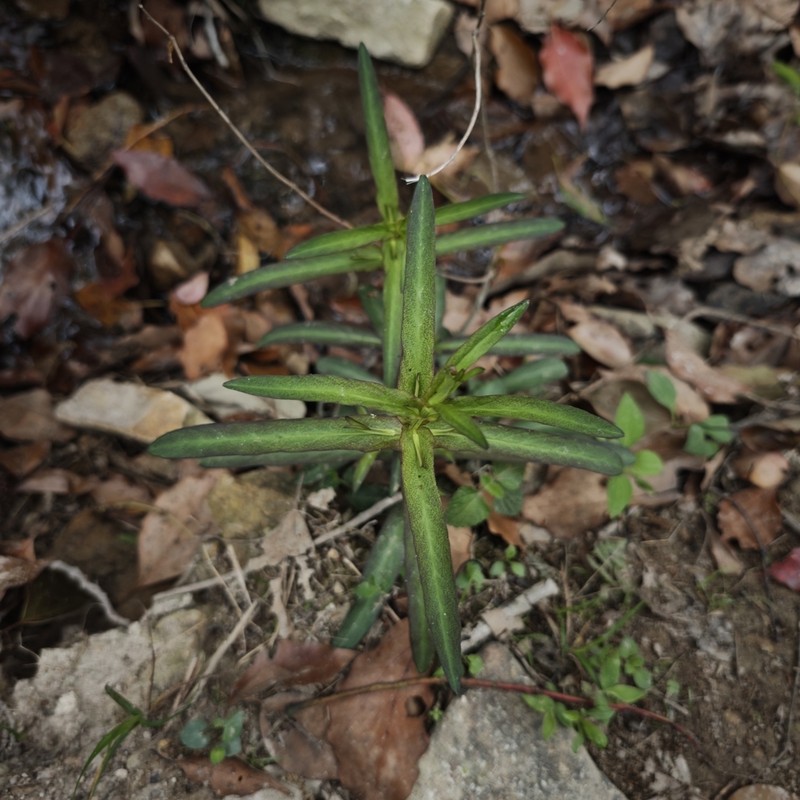Lysimachia heterogenea
