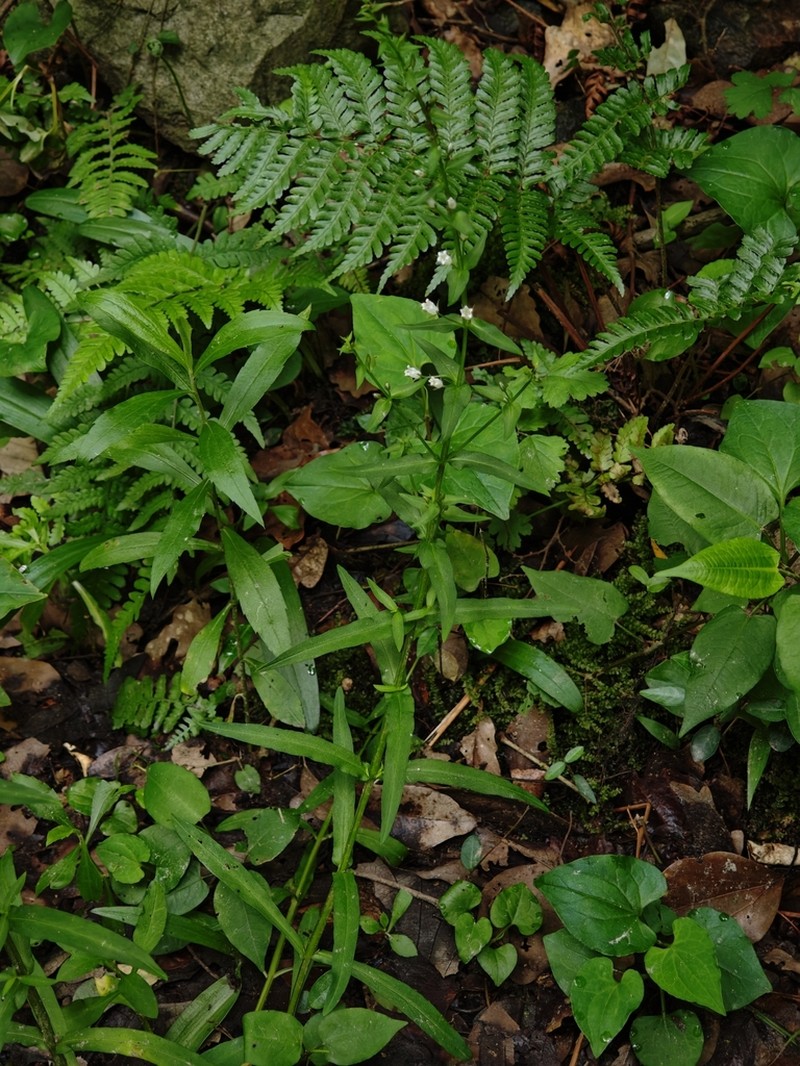 Lysimachia heterogenea photo 2