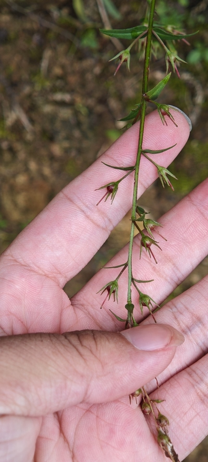 Lysimachia heterogenea photo 3