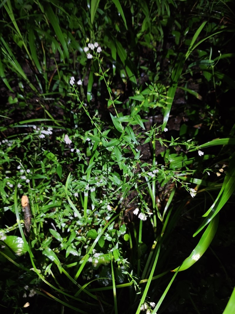 Lysimachia heterogenea photo 4