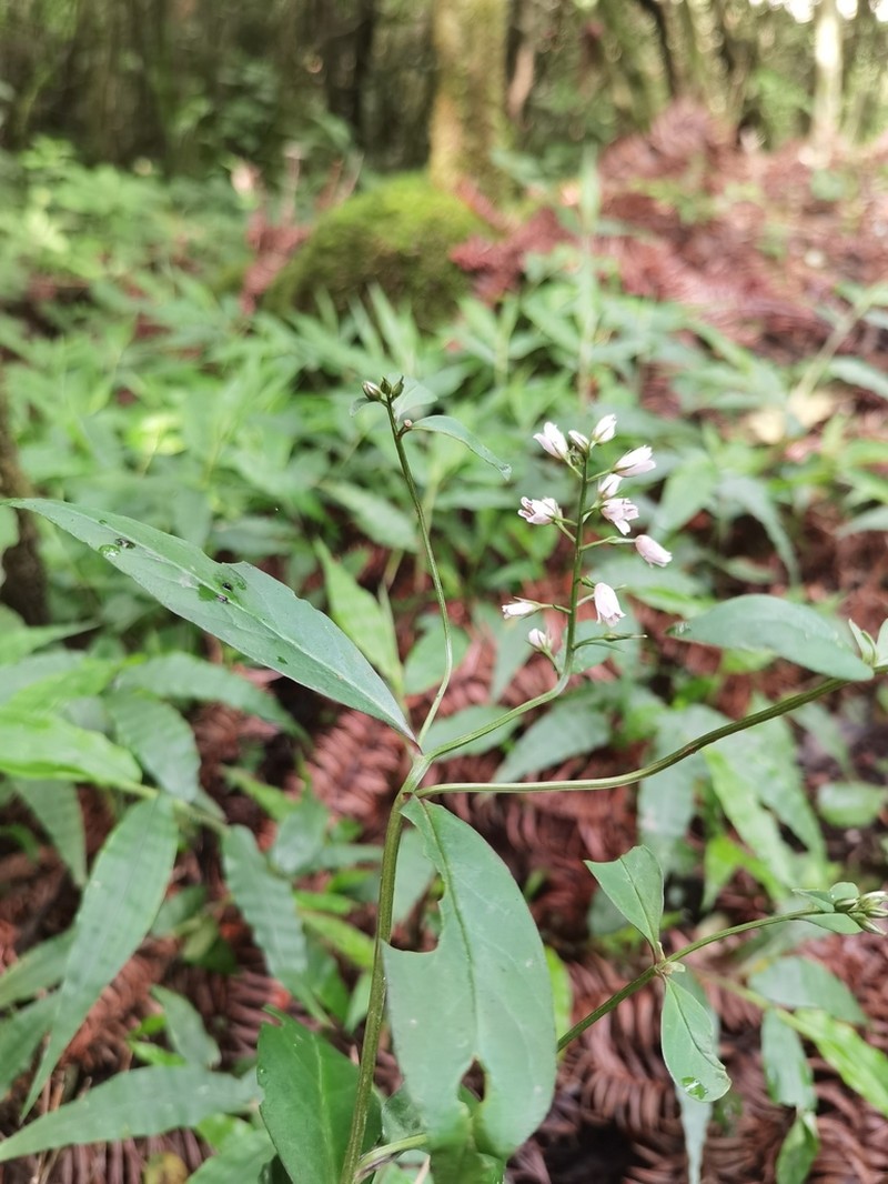 Lysimachia heterogenea photo 5
