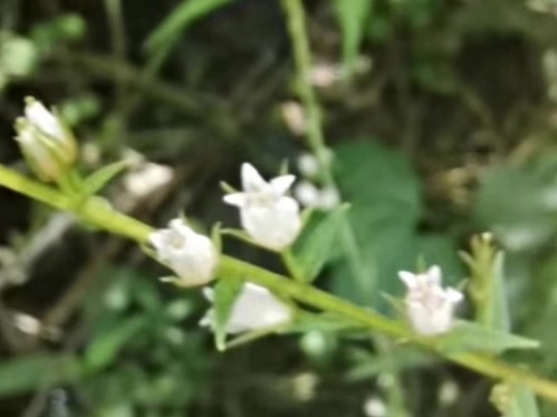 Lysimachia heterogenea photo 6