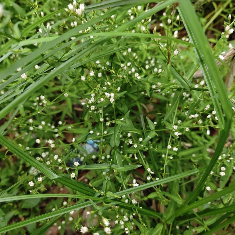 Lysimachia heterogenea photo 7