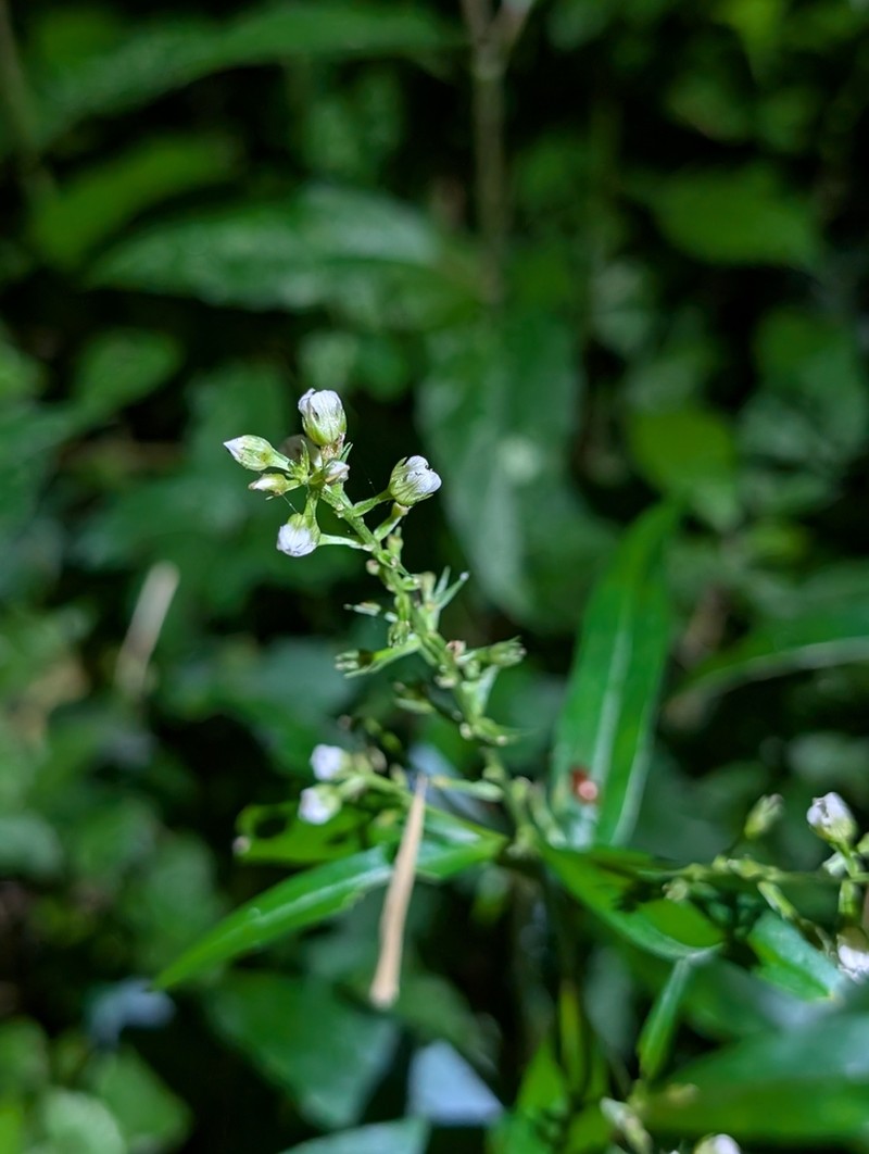 Lysimachia heterogenea photo 8