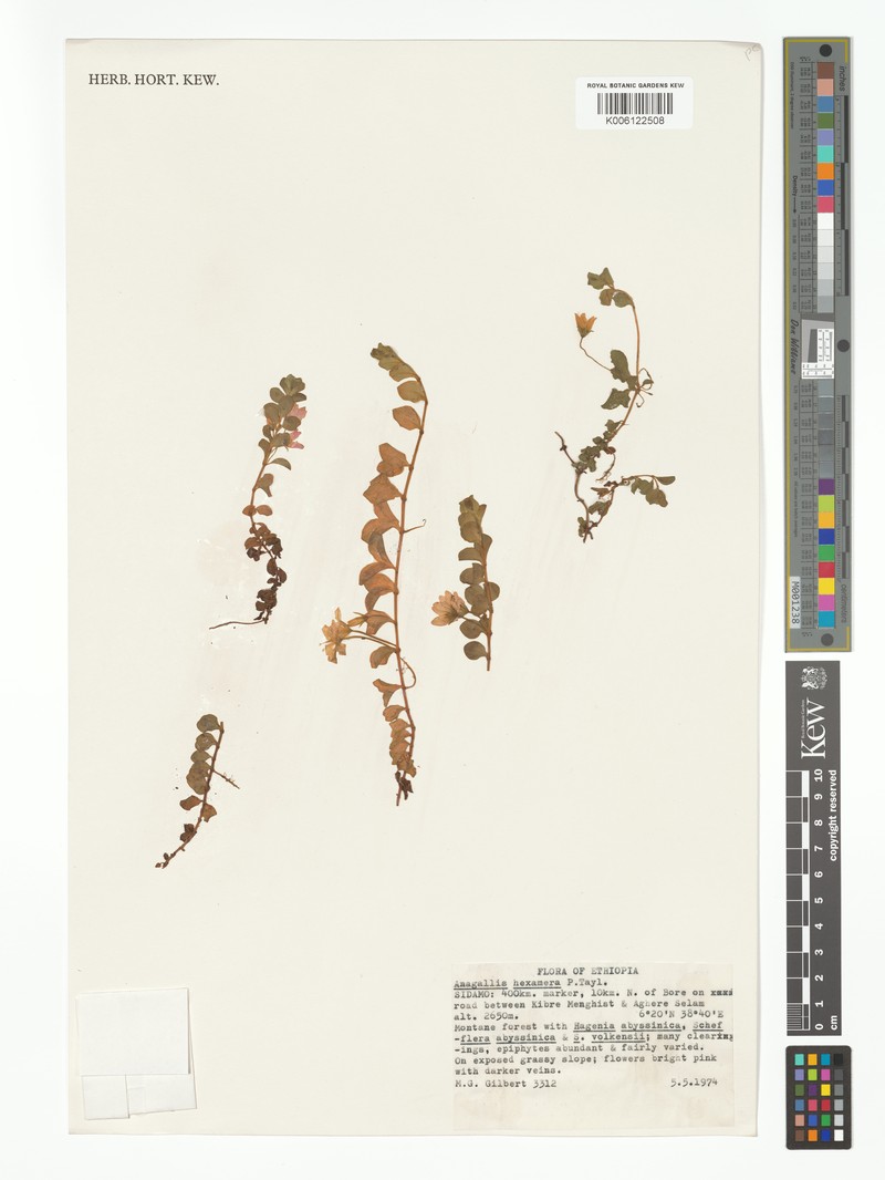 Lysimachia hexamera