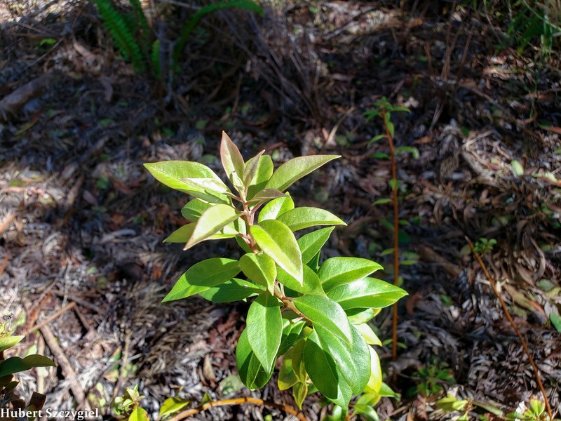 Haupu Range Yellow Loosestrife photo 3