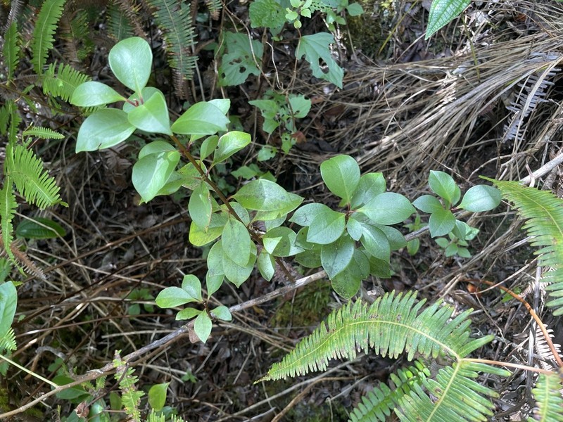 Wainiha Valley Yellow Loosestrife photo 5