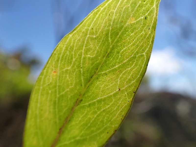 Wainiha Valley Yellow Loosestrife photo 8