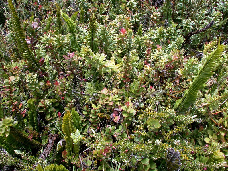 Puahekili photo 2