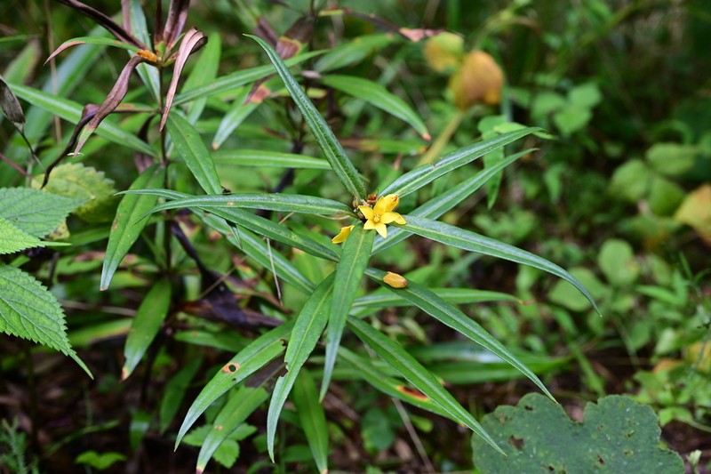 Lysimachia huchimingii photo 2