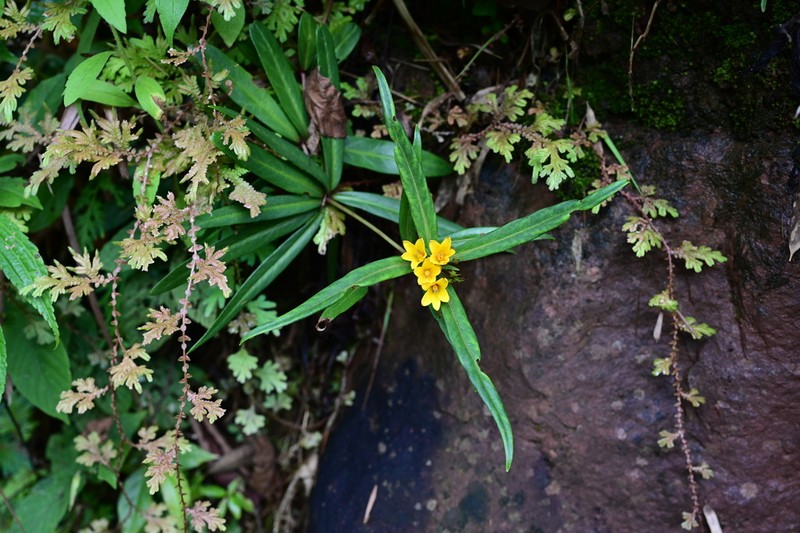 Lysimachia huchimingii photo 3
