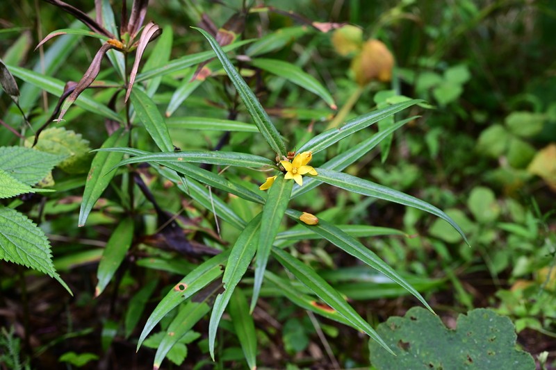 Lysimachia huchimingii photo 5