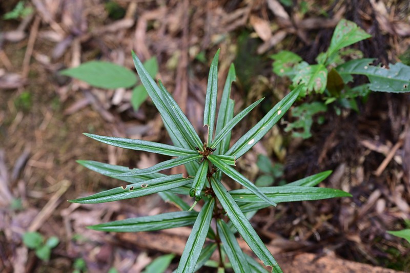 Lysimachia huchimingii photo 6