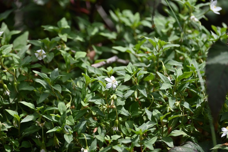 Lysimachia huitsunae