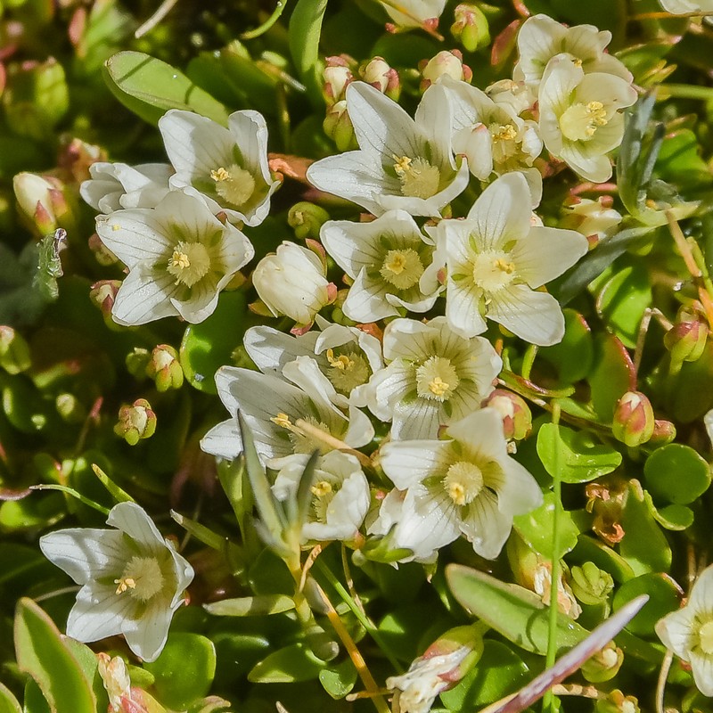 Lysimachia huttonii