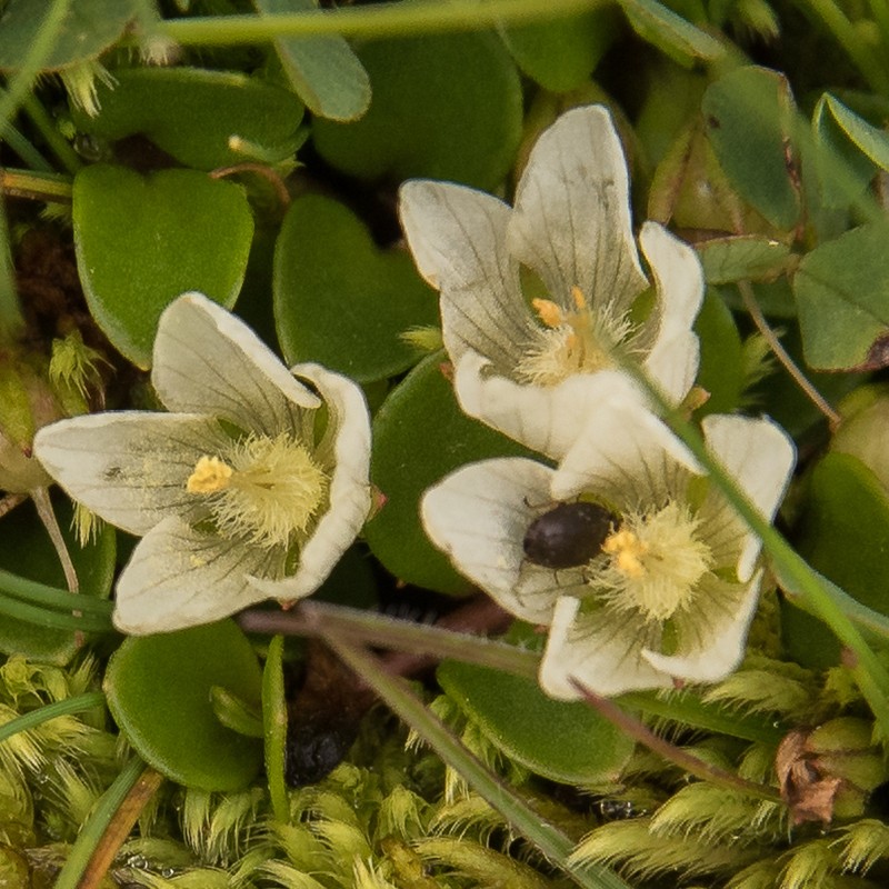 Lysimachia huttonii photo 2