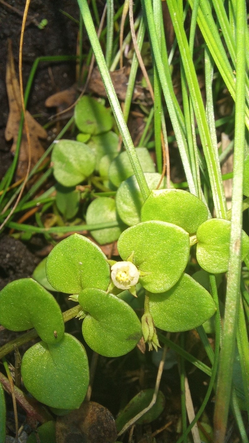 Lysimachia huttonii photo 3