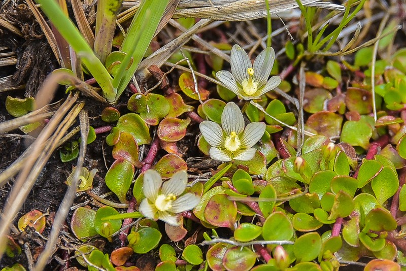 Lysimachia huttonii photo 4