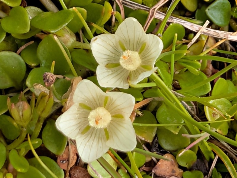 Lysimachia huttonii photo 7