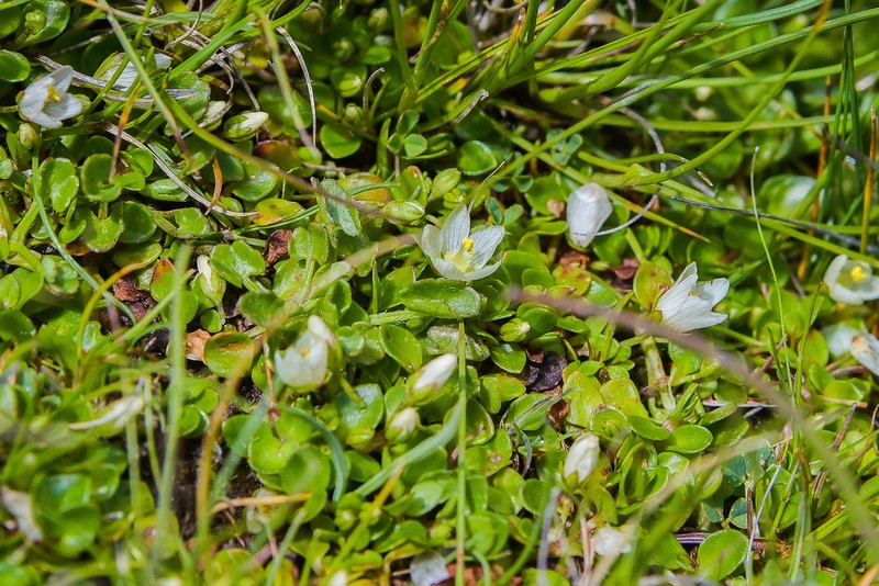 Lysimachia huttonii photo 8