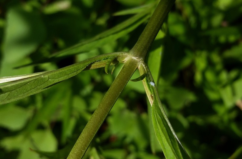 Lowland Yellow Loosestrife photo 3