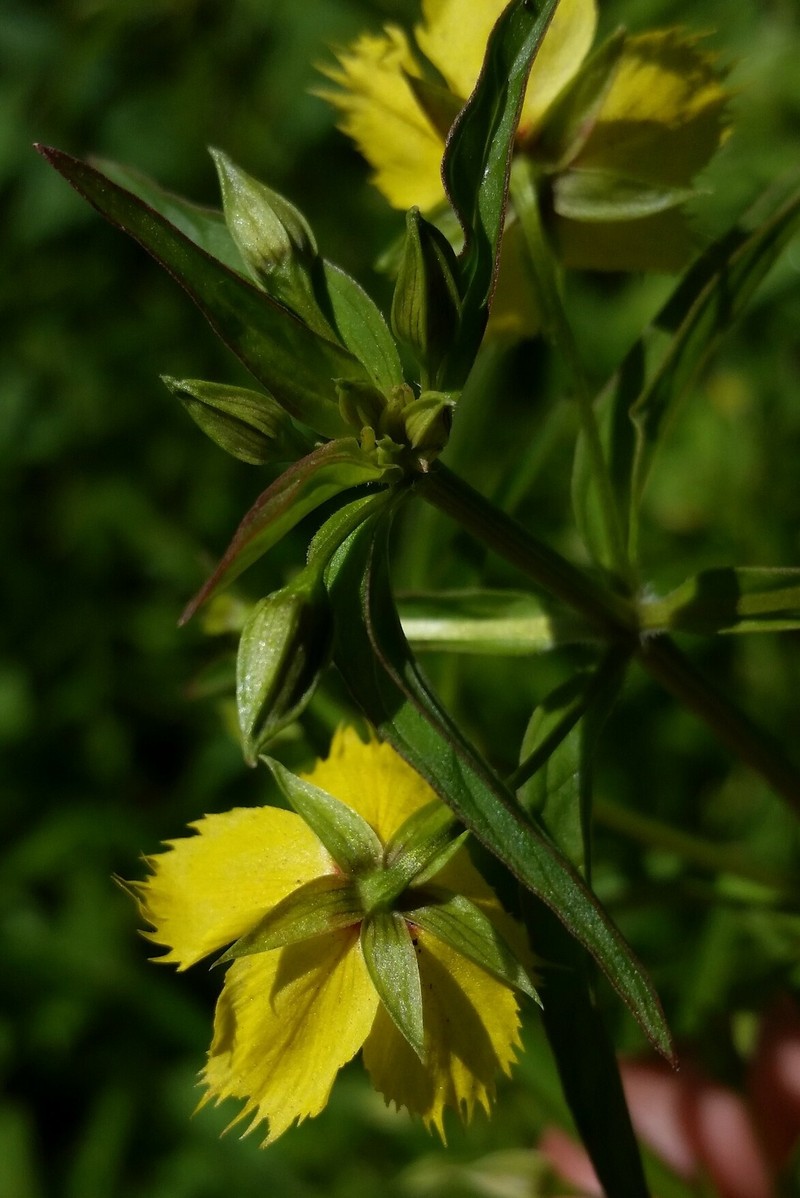 Lowland Yellow Loosestrife photo 5