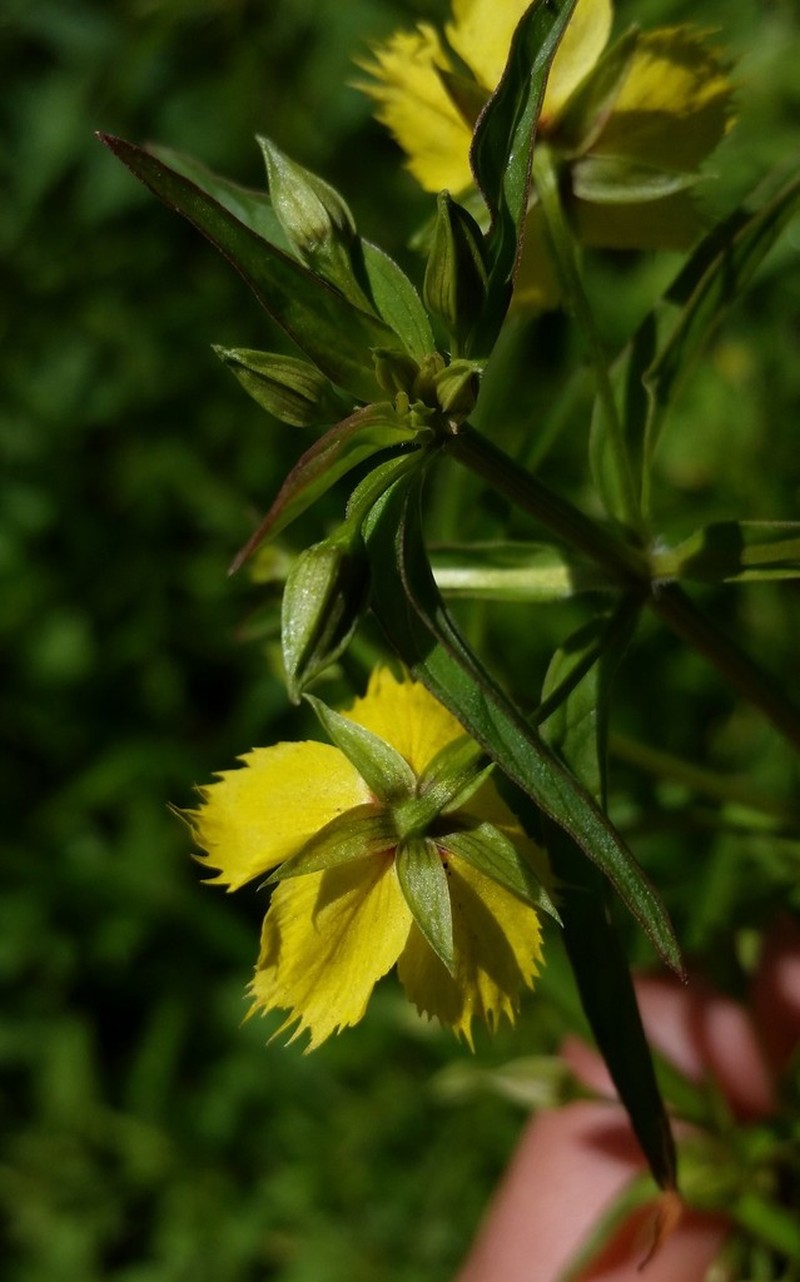 Lowland Yellow Loosestrife